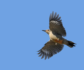 Red-bellied Woodpecker in flight, with wings spread open, against blue sky; with copy space