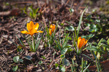 Delicate fragile orange crocus sprouts among last year's dry fallen leaves
