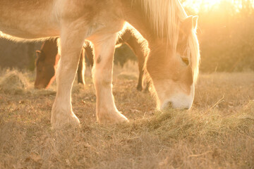 Belgian draft horse eating hay in a late winter pasture, backlit with setting sun; with another...