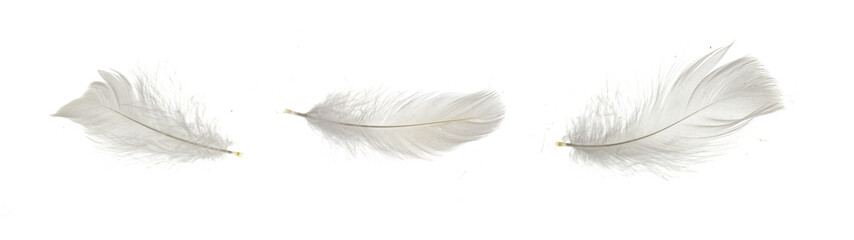white goose feathers on white isolated background - obrazy, fototapety, plakaty