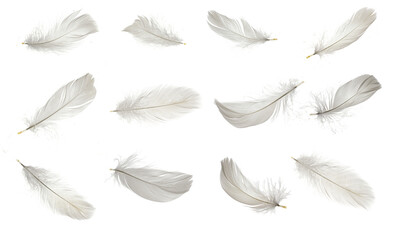 white goose feathers on white isolated background © Krzysztof Bubel