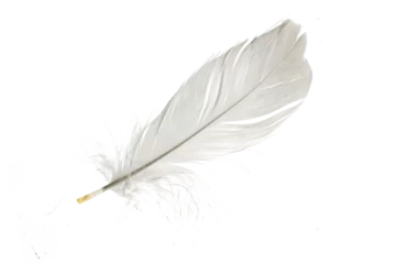 Keuken foto achterwand Veren white goose feathers on white isolated background