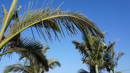 Fototapeta premium Two Palm Trees Against a Clear Blue Sky. The palm trees have green fronds and thick brown trunks. The background is a bright, uninterrupted expanse of blue sky. 