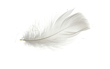 white goose feathers on white isolated background