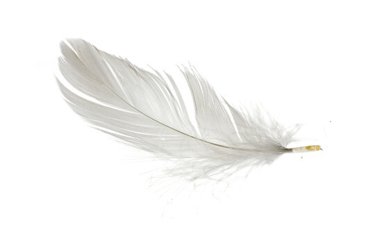 Fototapeta white goose feathers on white isolated background