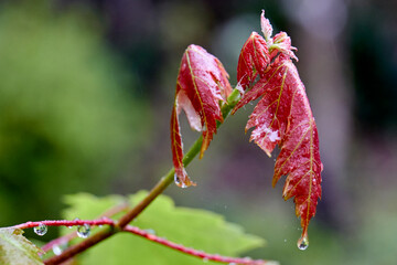 Hermosas Flores y Plantas