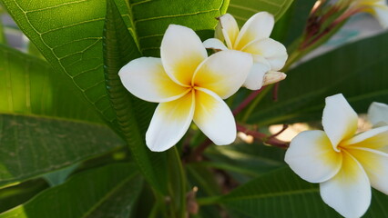 Fototapeta na wymiar Close-up of White and Yellow Frangipani Flowers. The flowers have five large, rounded petals with soft, crinkled edges. The center of each flower is a deep yellow with a prominent stamen. 