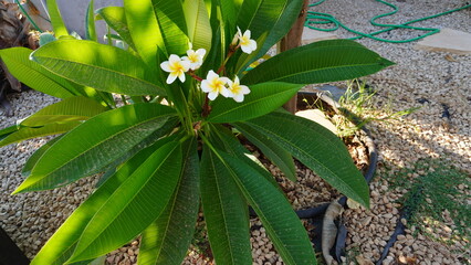 Close-up of White and Yellow Frangipani Flowers. The flowers have five large, rounded petals with soft, crinkled edges. The center of each flower is a deep yellow with a prominent stamen. 