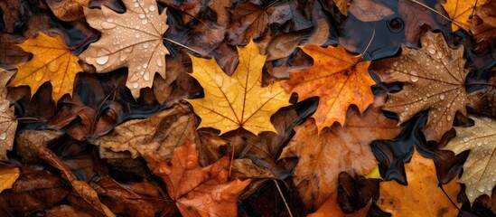 A collection of fallen leaves lying scattered across the wet soil, creating a carpet of colors and textures in a natural setting.