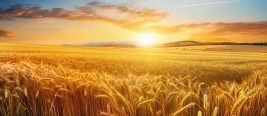 A field of golden wheat bathed in the warm light of the setting sun, creating a serene and picturesque scene in the countryside. The sun dips below the horizon, casting long shadows across the swaying