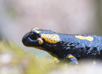 closeup of colorful fire salamandra