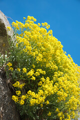 blooming golden alyssum plants, alpine landscape and blue sky