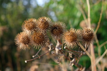 FU 2022-09-04 Herbstlich 16 Die Distelblüten sind getrocknet