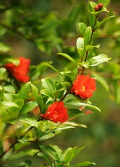 Fiori rossi del melograno