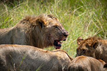 Bloody lion after hunting time in kenya