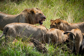 Bloody lion after hunting time in kenya