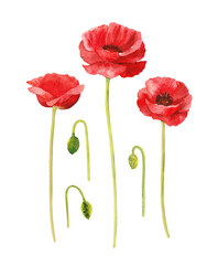 Bright red poppies flowers illustration isolated on white background. Hand painted watercolor floral bouquet DIY cliparts.