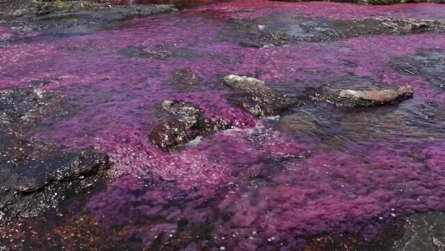 Rainforest in caño cristales river in colombia with Macarenia clavigera in its pink state populating the river