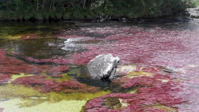 Rainforest in caño cristales river in colombia with Macarenia clavigera in its pink state populating the river