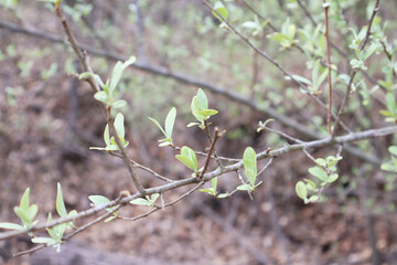 Basket Elm - Ulmus Crassifolia