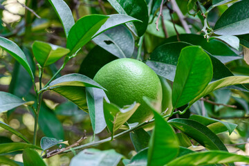 Close-up of unripe orange fruit in a leaves on a tree - 768256841