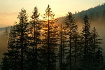 Sun Shining Through Foggy Trees