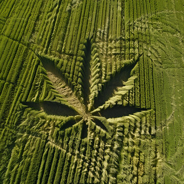 A Marijuana leaf crop circle design in a field 