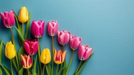 Closeup of colorful blooming tulip flowers in spring on blue background. Mother's Day, Valentines, Anniversary, Easter, Birthday