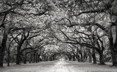 Avenue of Oak Trees in BnW