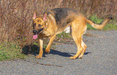 German Shepherd in an Off Leash Dog Park