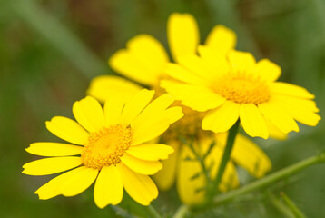 View of glebionis segetum (Chrysanthemum segetum) in the field. It is a species of flowering plant in the family Asteraceae. 2