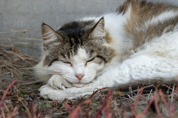 Stray cat on the street.Concept of existence and survival of stray animals on the streets of the...