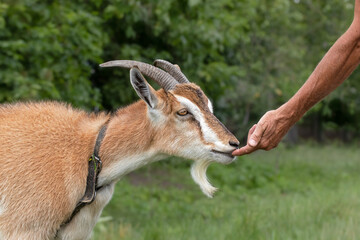 Domestic goat with large horns.Theme animals,animal husbandry.