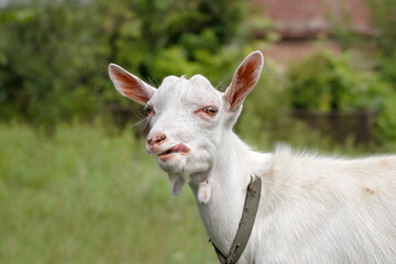 Portrait of a white funny goat showing tongue, on a green background.