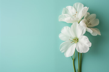 White flowers on mint background - 768261293