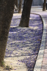 jacaranda petals