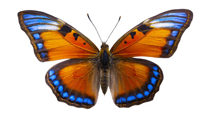 A butterfly with blue and orange wings. The butterfly is on a white background. The butterfly is the main focus of the image