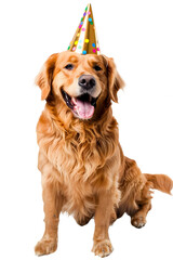 Cute dog with party hat as png, dog without background