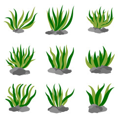 Underwater greenery with stones, seaweed, underwater seaweed plants. Collection of vector illustration design elements