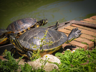 Obraz premium group of turtles in the sun near the park pond