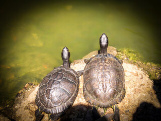 pair of turtles in the sun on the rock at the edge of the park's pond