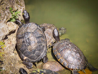 group of turtles in the sun on the rock on the shore of the park's pond