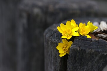bright yellow flowers emerging from weathered crevices of old wooden log. concepts: nature's...
