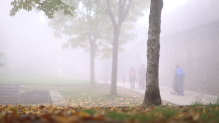 mist in the park