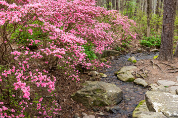 A pink azalea blooming along a rocky stream in a pine woods. 
