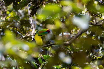 Fototapeta premium Keel-billed toucan, Ramphastos sulfuratus, in a tree