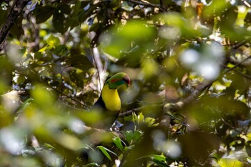 Fototapeta premium Keel-billed toucan, Ramphastos sulfuratus, in a tree