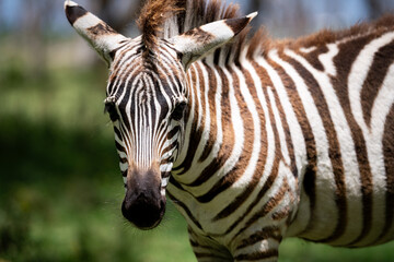 Fototapeta na wymiar Zebra wildlife kenya in naivasha