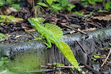 Plumed basilisk, Basiliscus plumifrons