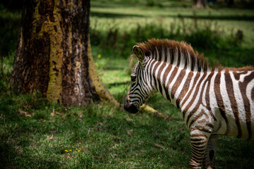 Zebra wildlife kenya in naivasha